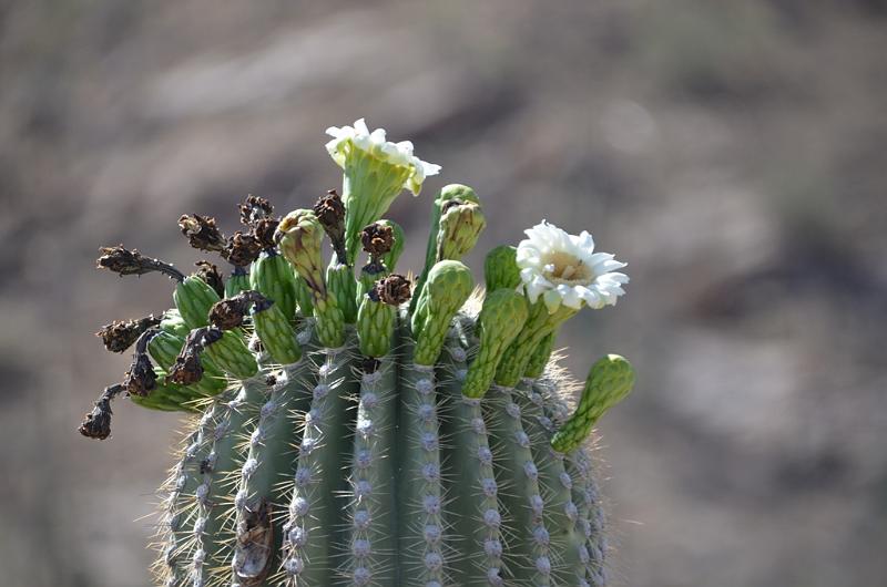 094_Arizona_Tucson_Saguaro_NP16.JPG