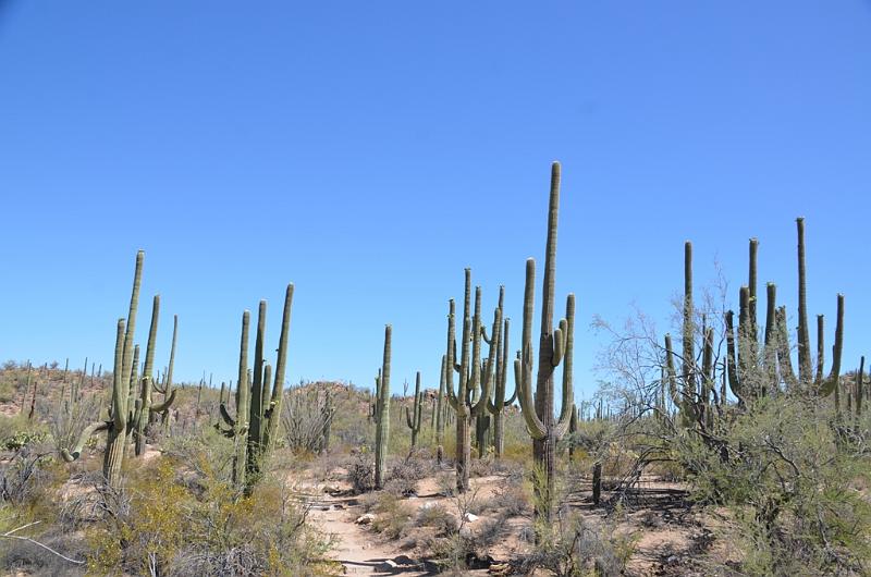 098_Arizona_Tucson_Saguaro_NP20.JPG