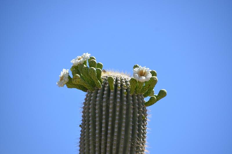 099_Arizona_Tucson_Saguaro_NP21.JPG