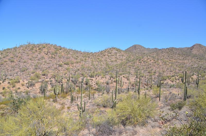 101_Arizona_Tucson_Saguaro_NP23.JPG