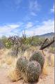 066_Arizona_Tucson_Saguaro_NP13