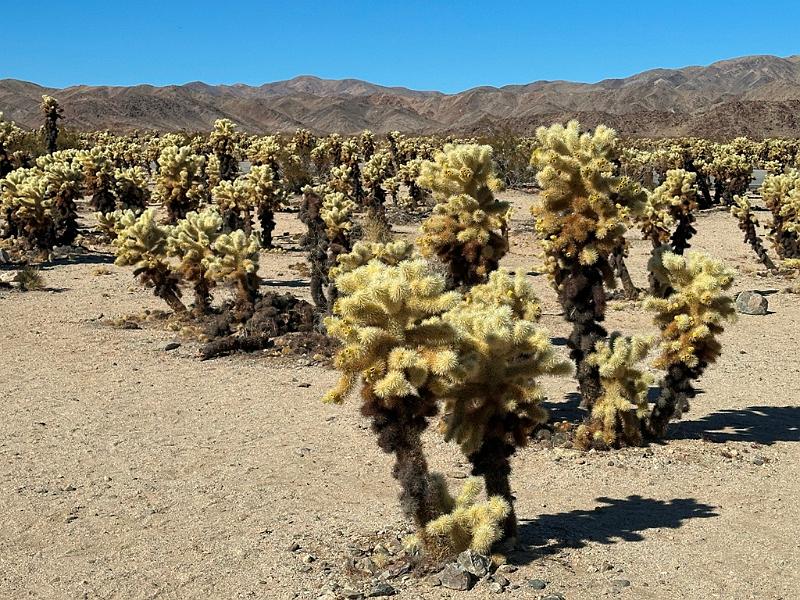 004_USA_Kalifornien­_Joshua_Tree_Nationalpark .JPG
