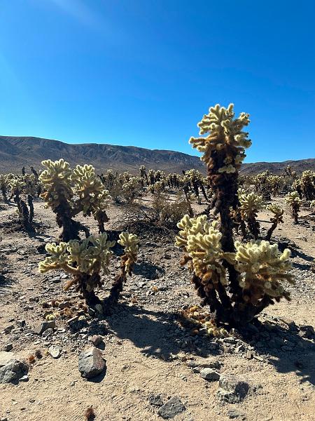 005_USA_Kalifornien­_Joshua_Tree_Nationalpark .JPG