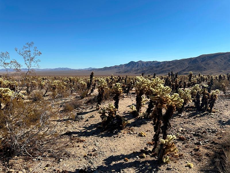 007_USA_Kalifornien­_Joshua_Tree_Nationalpark .JPG