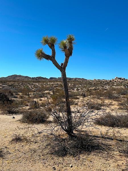 012_USA_Kalifornien­_Joshua_Tree_Nationalpark .JPG