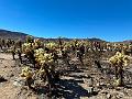 006_USA_Kalifornien­_Joshua_Tree_Nationalpark 