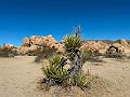 011_USA_Kalifornien­_Joshua_Tree_Nationalpark 