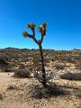 012_USA_Kalifornien­_Joshua_Tree_Nationalpark 