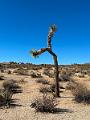 013_USA_Kalifornien­_Joshua_Tree_Nationalpark 