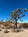 015_USA_Kalifornien­_Joshua_Tree_Nationalpark 