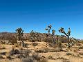 016_USA_Kalifornien­_Joshua_Tree_Nationalpark 