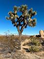 020_USA_Kalifornien­_Joshua_Tree_Nationalpark 