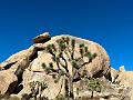 024_USA_Kalifornien­_Joshua_Tree_Nationalpark 