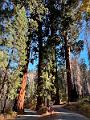 176_USA_Kalifornien_Sequoia_NP