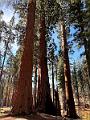 178_USA_Kalifornien_Sequoia_NP