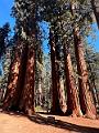 187_USA_Kalifornien_Sequoia_NP