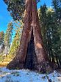189_USA_Kalifornien_Sequoia_NP