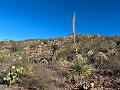 462_USA_Texas_Franklin_Mountains_State_Park
